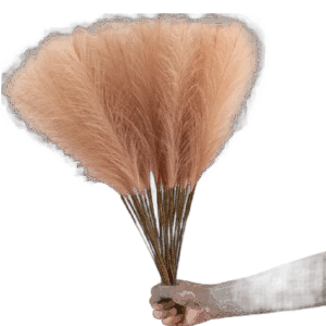pampas flower  1 bunch